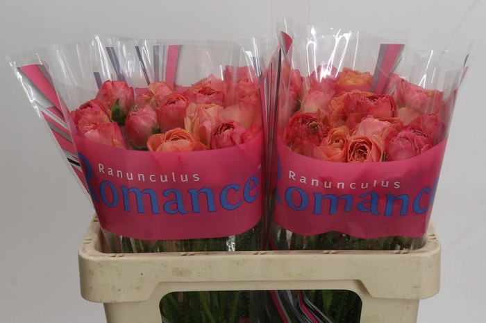 <h4>Ranunculus Romance Buzet</h4>