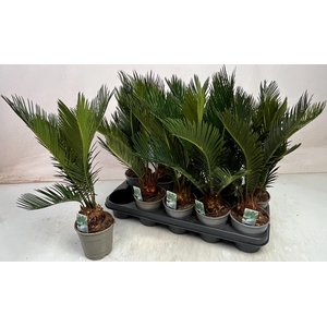 CYCAS REVOLUTA