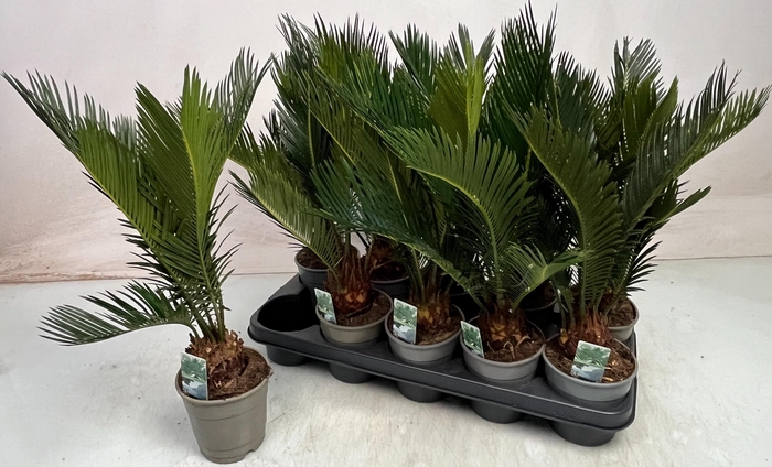 <h4>CYCAS REVOLUTA</h4>