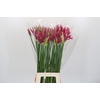 Nerine Katjana