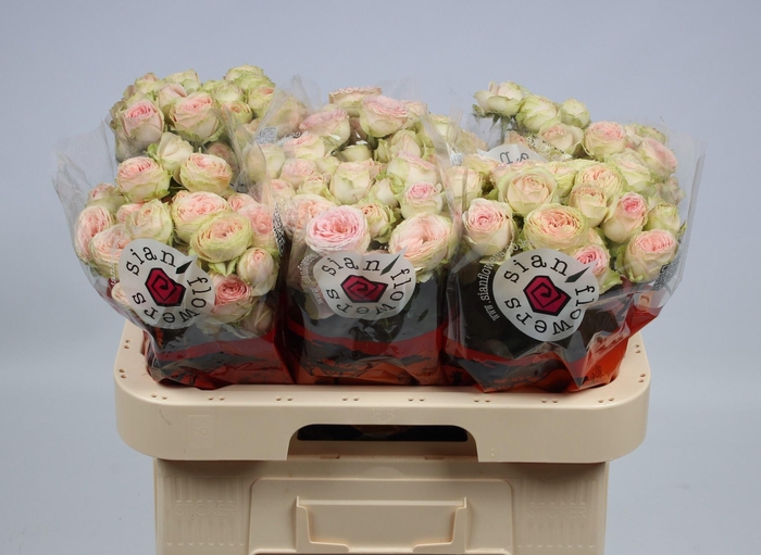 <h4>R TR SWEET GISELLE!</h4>