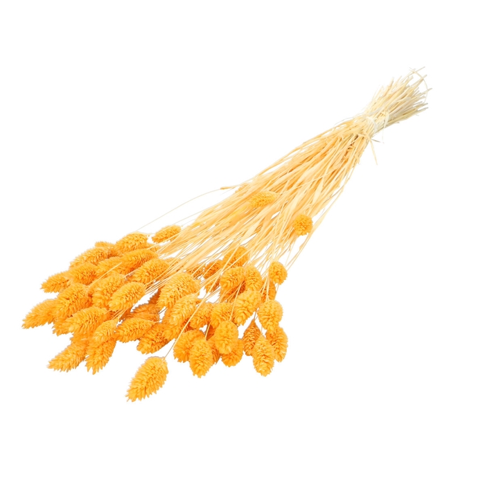 <h4>Dried flowers Phalaris 70cm</h4>