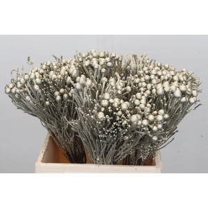 Kaaps Groen Silver Brunia Platina