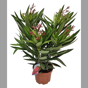 NERI OLEANDER