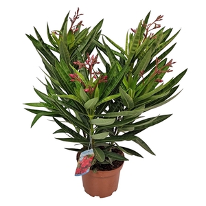 NERI OLEANDER