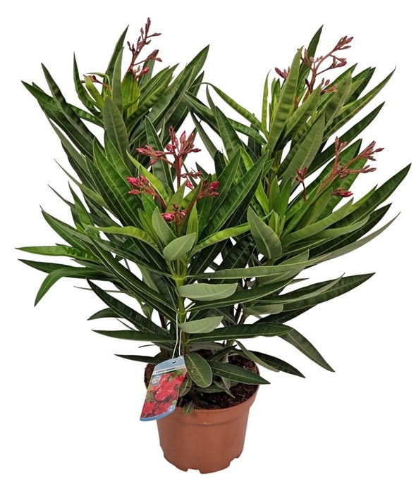 <h4>NERI OLEANDER</h4>