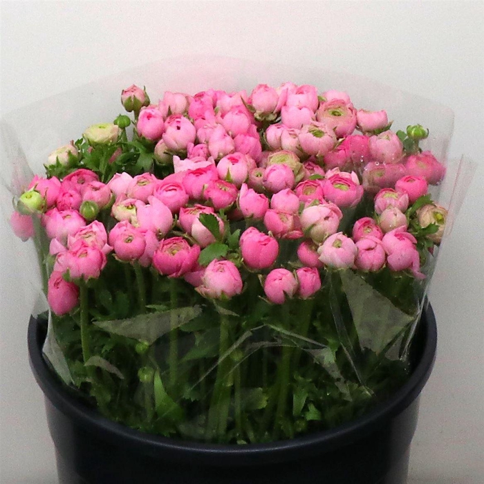 <h4>Ran El Pink Extra</h4>