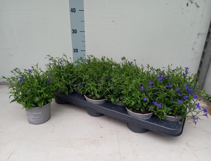 <h4>LOBE CURA COMP BLUE</h4>