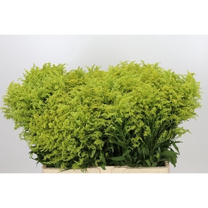 Solidago Tara Gold Buiten