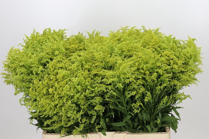 <h4>Solidago Tara Gold Buiten</h4>