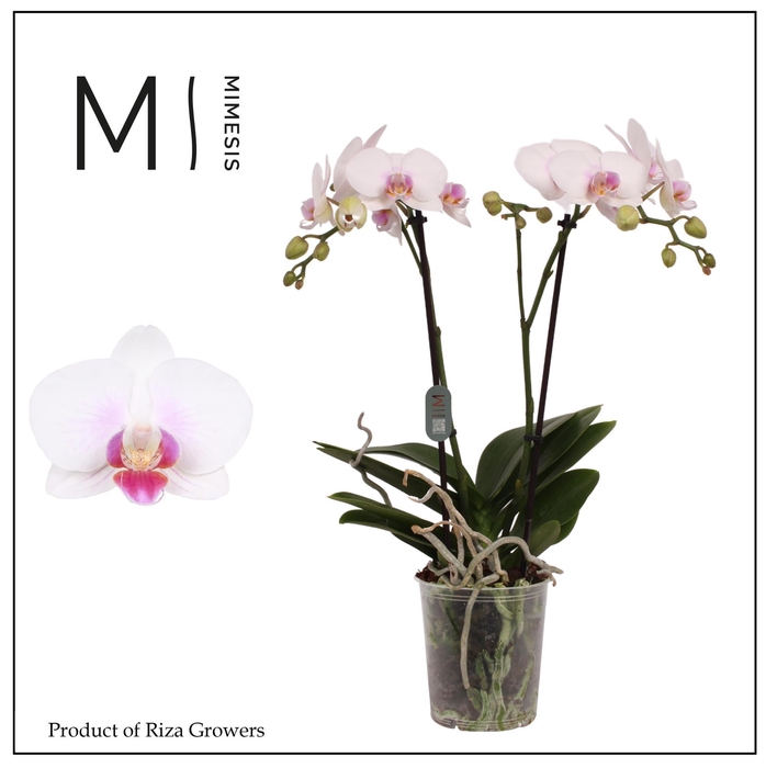 <h4>Phalaenopsis Neisse 2 spike – 12cm | Mimesis</h4>