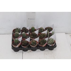 CACTUS RAIZ PROPRIA P06