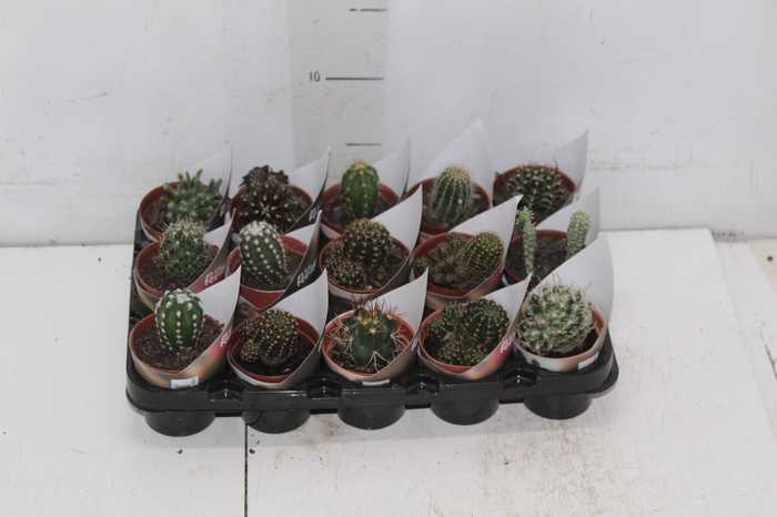 <h4>CACTUS RAIZ PROPRIA P06</h4>