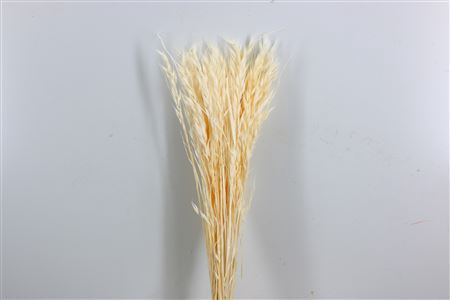 <h4>Pres Avena Sativa Bleached Bunch</h4>