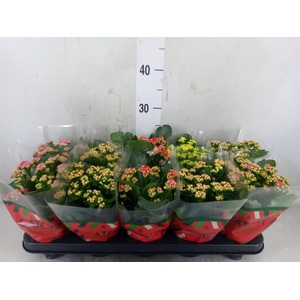 Kalanchoe blos.   ..rosebud mix  5