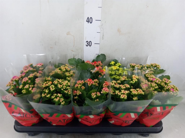 <h4>Kalanchoe blos.   ..rosebud mix  5</h4>