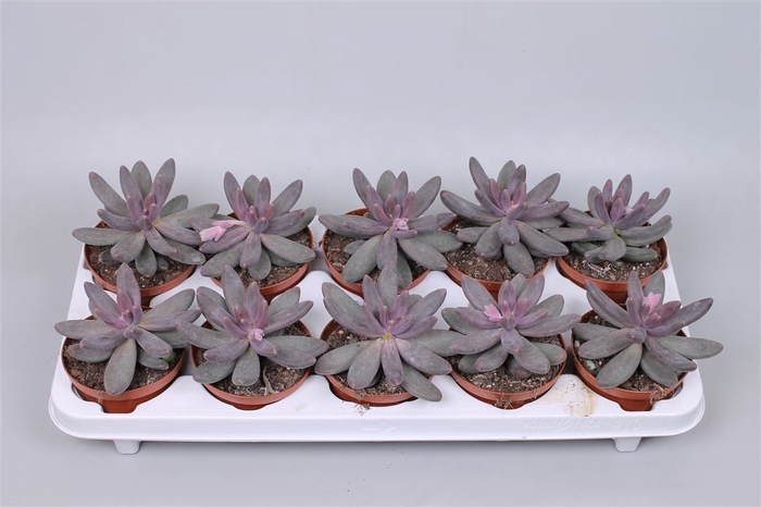 <h4>Pachyphytum Compactu</h4>