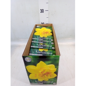 Narcissus   ...flowerbulbs
