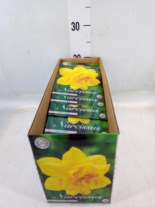 <h4>Narcissus   ...flowerbulbs</h4>