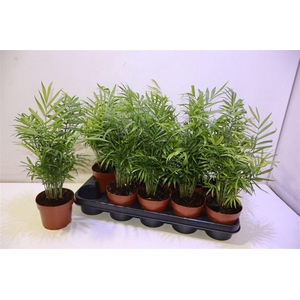 arr8 Chamaed Elegans