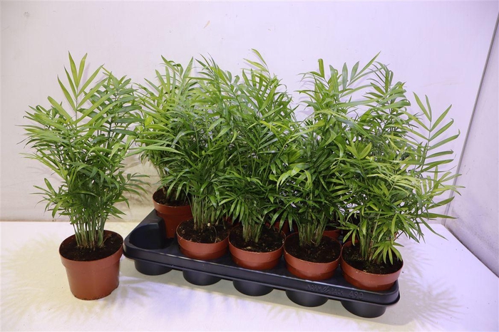 <h4>arr8 Chamaed Elegans</h4>