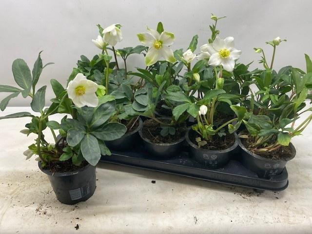 <h4>HELL NI HAPPY DAY</h4>