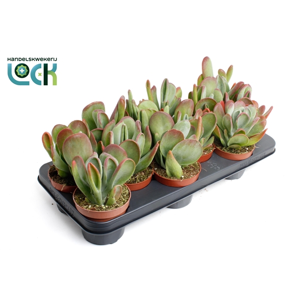 <h4>Kalanchoë Oricula</h4>