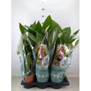 Spathiphyllum  'Bingo Cupido'