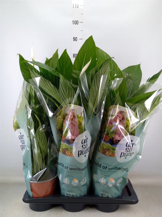 <h4>Spathiphyllum  'Bingo Cupido'</h4>