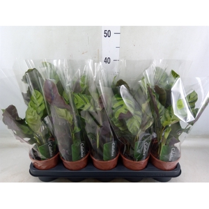 Calathea   ...