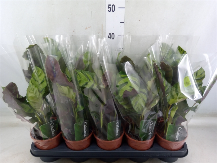 <h4>Calathea   ...</h4>