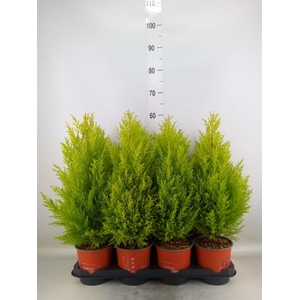 Cupressus macro. 'Goldcrest Wilma'