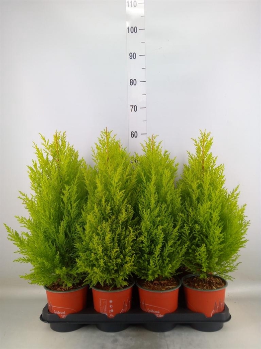 <h4>Cupressus macro. 'Goldcrest Wilma'</h4>