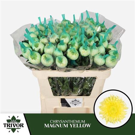 <h4>Chr G Magnum Yellow</h4>