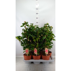 Camellia japonica 'Dr King'