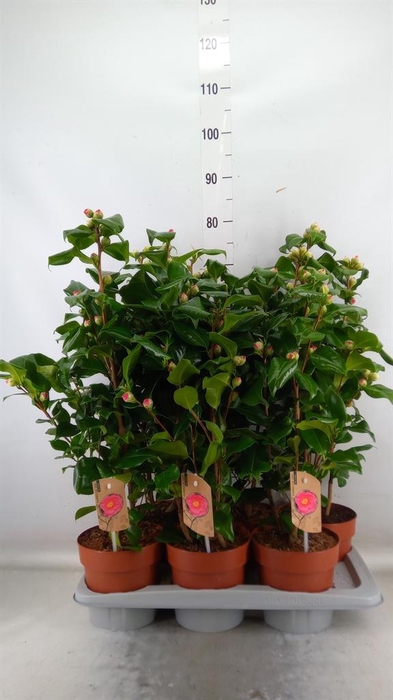<h4>Camellia japonica 'Dr King'</h4>