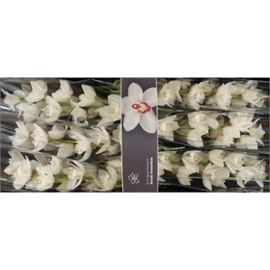 Cymbidium Snowcastle