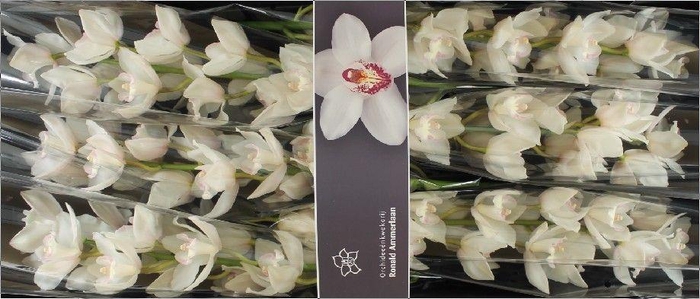 <h4>Cymbidium Snowcastle</h4>