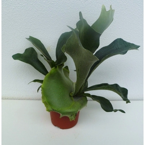 Platycerium bifurc.