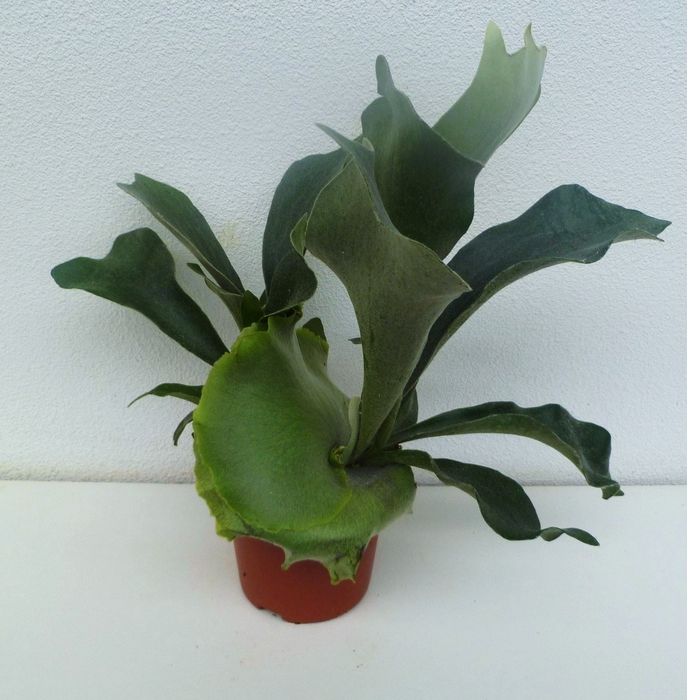 <h4>Platycerium bifurc.</h4>