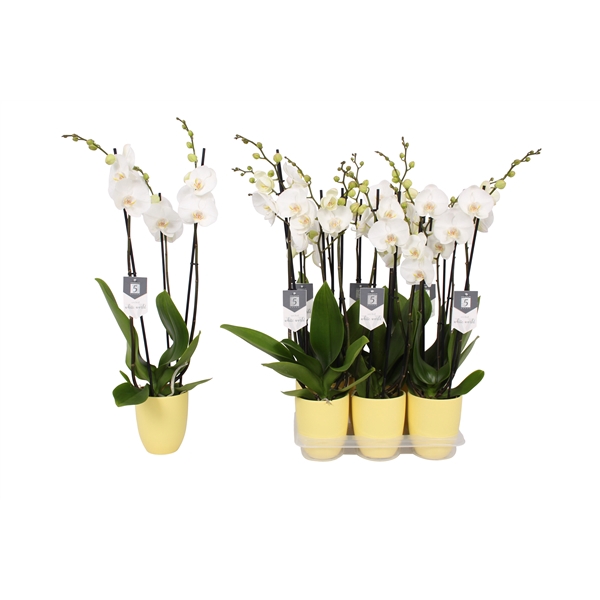 <h4>Phalaenopsis White World, 3-spike Yellow Ceramics</h4>