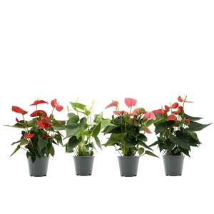 Anthurium 4 color mix in transparant sleeve