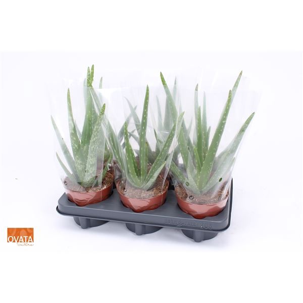 <h4>ALOE VERA</h4>