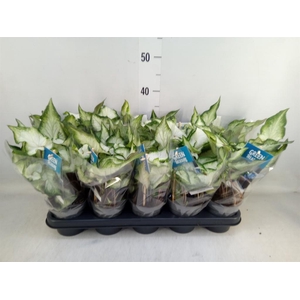 Caladium  'White Wonder'