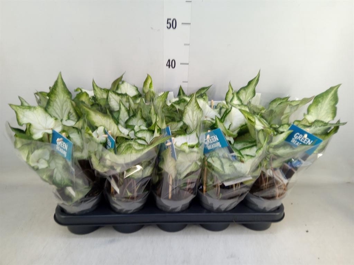 <h4>Caladium  'White Wonder'</h4>