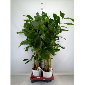 Caryota mitis