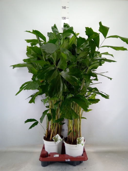 <h4>Caryota mitis</h4>