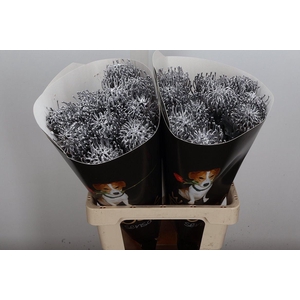 Wax Protea Nutan Wax Zilver