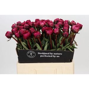 Paeonia kansas