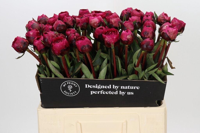 <h4>Paeonia kansas</h4>